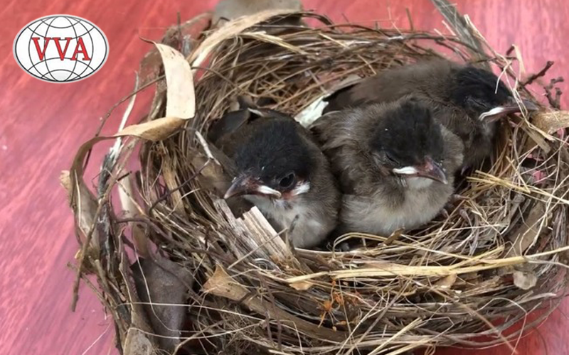 Hình 3: Chin chào mào non